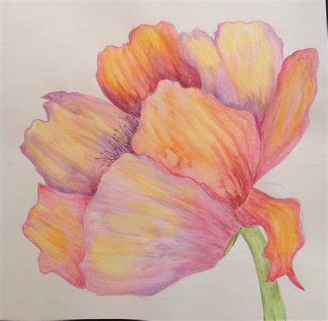 Drawing Using Watercolor Pencil Flower Drawing Watercolor Pencil