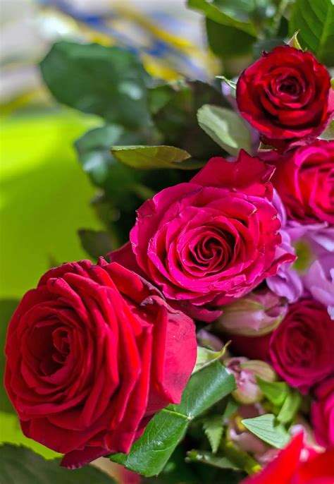 صور اجمل الورود اجمل الصور الرائعه و المعبره جدا عن الورد اقتباسات