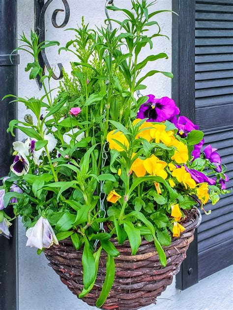 Partial Sun Flowers For Hanging Baskets 10 Best Plants For Hanging