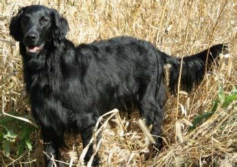 The coat of the exquisite labrador retriever might have a black, yellow or chocolate colouring. Saved by dogs: Flat Coated and Curly Coated Retrievers