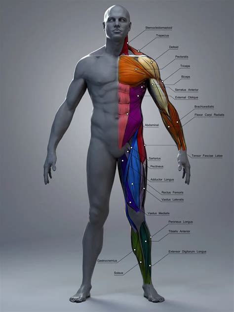 6ft Man Anatomy 3d Artist Anatomy Reference