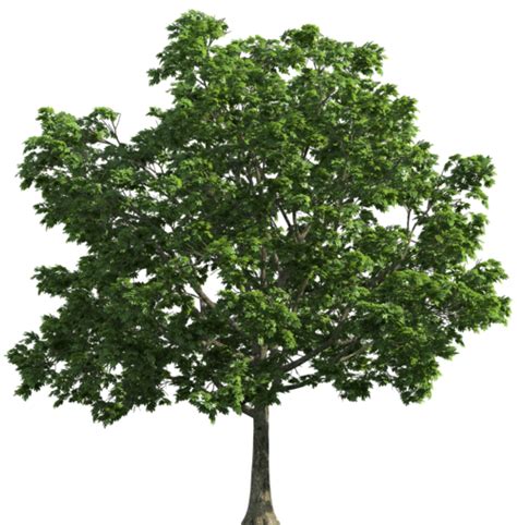 Tree Png Clip Art Tree Transparent Png Image Cliparts Free Images