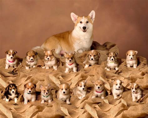 They need plenty of exercises, play, and regular grooming to keep them happy and healthy. Proud corgi with her litter of 15 puppies! : corgi