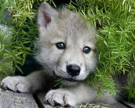Beautiful Life Of Mine Cute Wolf Pup