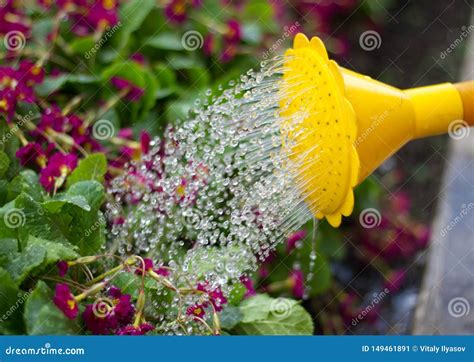 Watering Can Pouring Water On Flowers In Spring Garden Stock Image