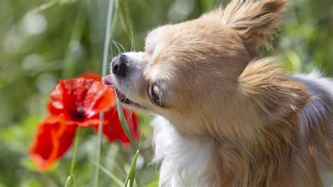 Plantas T Xicas Para Cachorros Veja E Descubra