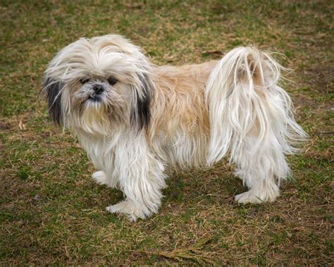 Cute And Shaggy Ungroomed Shih Tzu Dog Stock Photo Image Of Haired