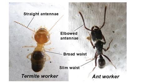 What Do Termites Look Like Termite Web