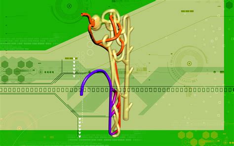 Nephron The Functioning Unit Of The Kidney Interactive Biology With
