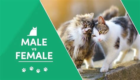 Male Vs Female Cats What Are The Pros And Cons