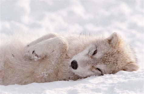 Arctic Wolf Pup In Winter During Snowfall Looking As Cute As Can Be