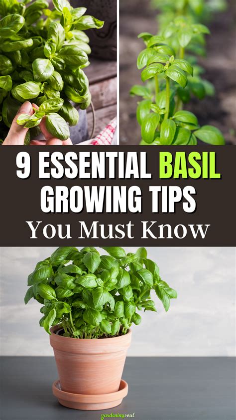 9 Essential Basil Growing Tips You Must Know