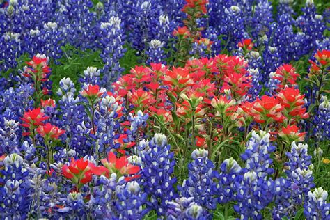 Texas Hill Country Wildflowers Texas Photograph By Gayle Harper Pixels