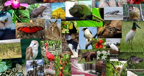 Biodiversidad En Mexico ¿por Que Es Un País Megadiverso