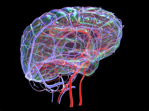 La Anatomía De La Arteria Cerebral Anterior Medicina Básica
