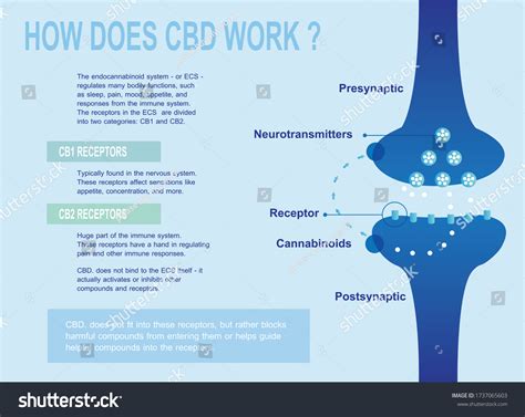 How Does Cbd Work Human Endocannabinoid Stock Vector Royalty Free