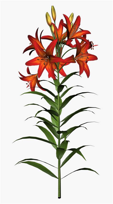 Find & download free graphic resources for flower clipart. Easter Lily Clipart - Flower Clip Art , Free Transparent ...