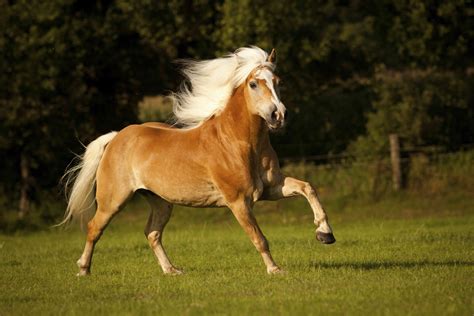 The 12 Smallest Horse Breeds Around The World