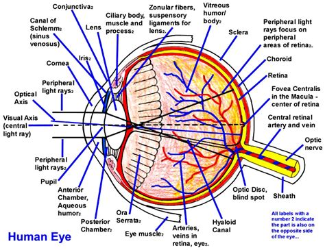 Human Eye Anatomy Parts Of The Eye Explained Eye Anatomy Eyeball Images