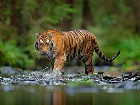 Of 6 Separate Tiger Species Only 4000 Tigers Remain In The Wild