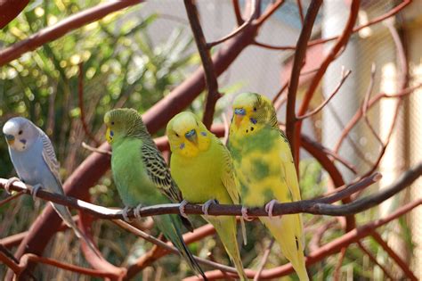 Budgies Of Point Defiance Zoo Flickr Photo Sharing