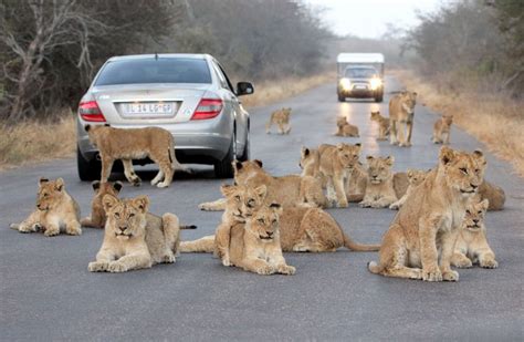 Lion Around Safari Tourists Path Blocked By Pride Of