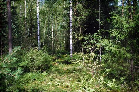 Russian Boreal Forest Polluted Landscape Img017 August 200 Flickr