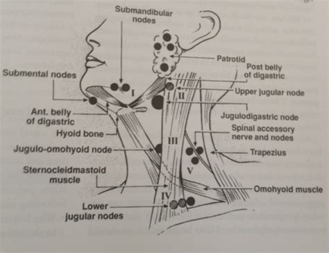 Lymph Node Back Of Neck Anatomy Lymphatic Drainage Of Head And Neck