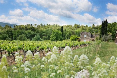 French Vineyard Grape Vines France Free Photo On Pixabay
