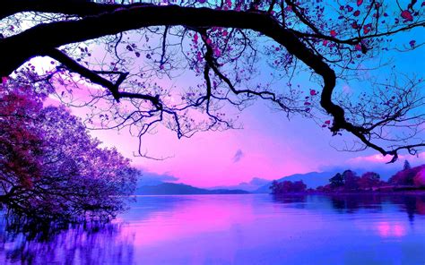 Pink Sunset Over The Lake Wallpaper Nature And Landscape Wallpaper