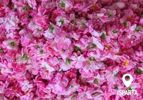 Check spelling or type a new query. Isparta Rose Harvest