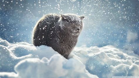 Winter Cat Wallpapers Top Free Winter Cat Backgrounds Wallpaperaccess