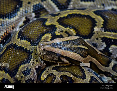 Green Burmese Python Stock Photo Alamy