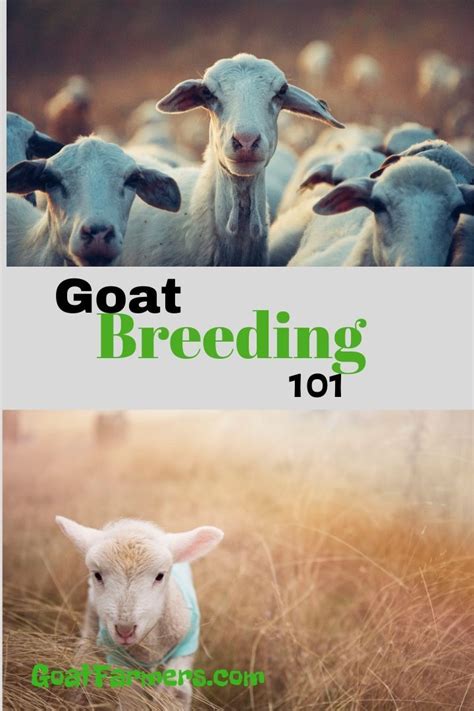 Pin On Breeding Goats