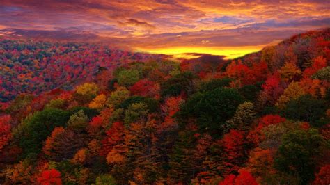 Autumn Forest At Sunset Wallpaper For Widescreen Desktop