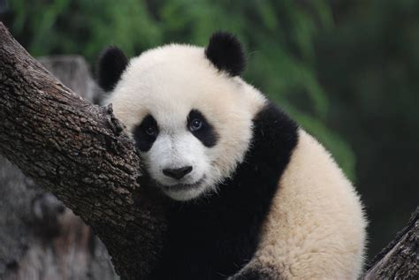 Giant Panda At Madrid Zoo Aquarium 260511 Zoochat