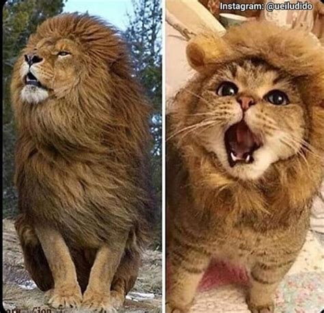 Lion Cat Memes Imgflip