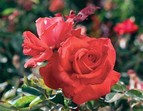 dolly parton star® roses and plants