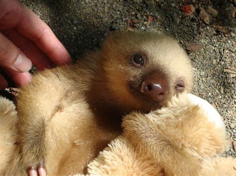 26 best images about Sloths Cuteness on Pinterest | I want, Pumpkins
