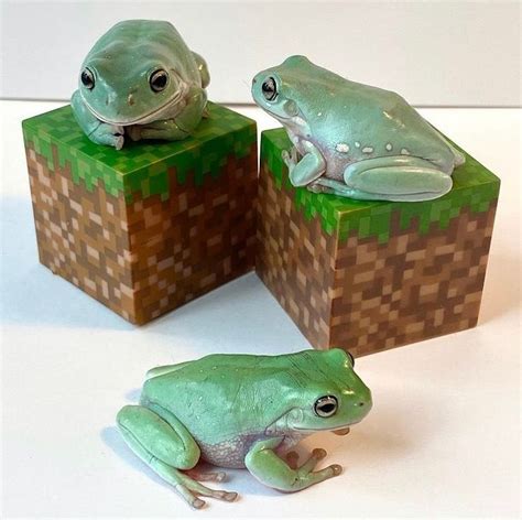 Minecraft Frog 😳 🐸