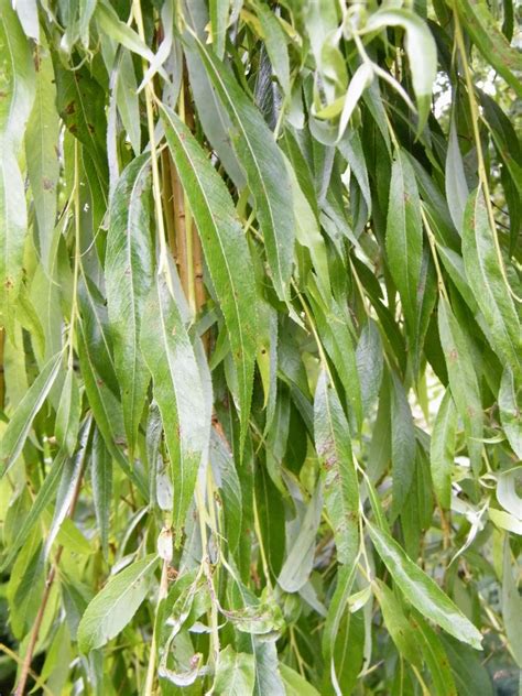 Weeping Willow Salix Babylonica Species Information