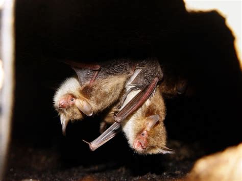 sounds of flies mating leave them most vulnerable to bats the new york times