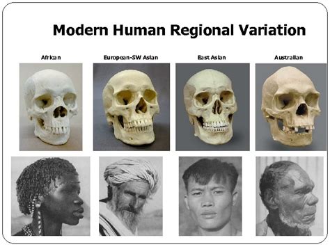 Human Evolution Genus Homo The Following Are