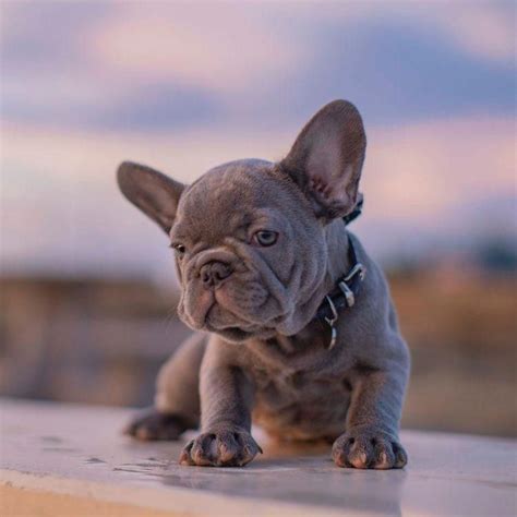 Lilac French Bulldog Male Puppy For Sale Nw Frenchies Washington