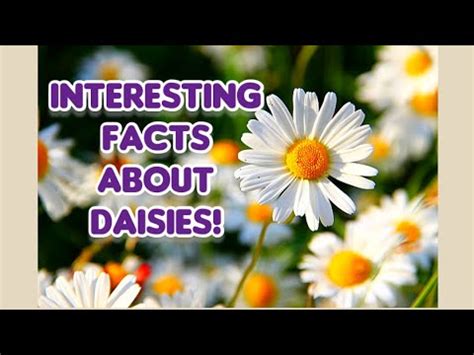 6 INTERESTING FACTS ABOUT DAISIES YouTube