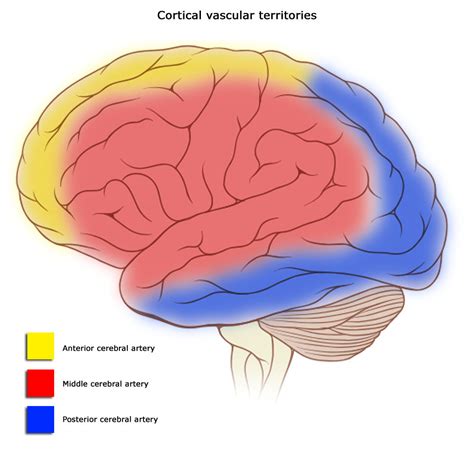 This situation reflects relatively recent development of the neocortex in higher species briefly. Cerebral circulation - Wikipedia