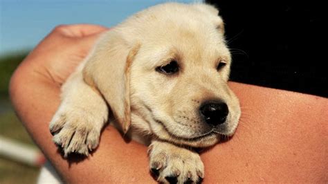 It is safe to use on breeding, pregnant or lactating animals. Reasons to choose puppies under 6 months of age as your ...