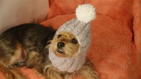 Gorro Abrigador Para Perros Crochetcozy Hats For Dogs Crochet Youtube