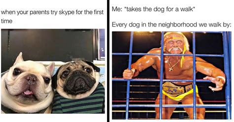 Funniest Dog Memes Of The Week For Canine Connoisseurs June 15 2023