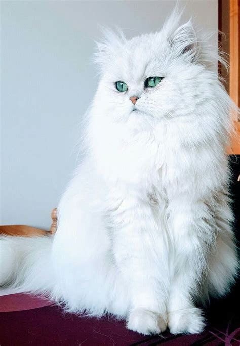 Cute cats and kittens i love cats crazy cats cool cats kittens cutest pretty cats beautiful cats animals beautiful fluffy animals. Afro Celotto - Glass Art in 2020 | Persian cat white ...